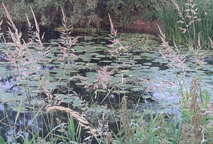 Mr Bouverie reported the dead fish to the Environment Agency