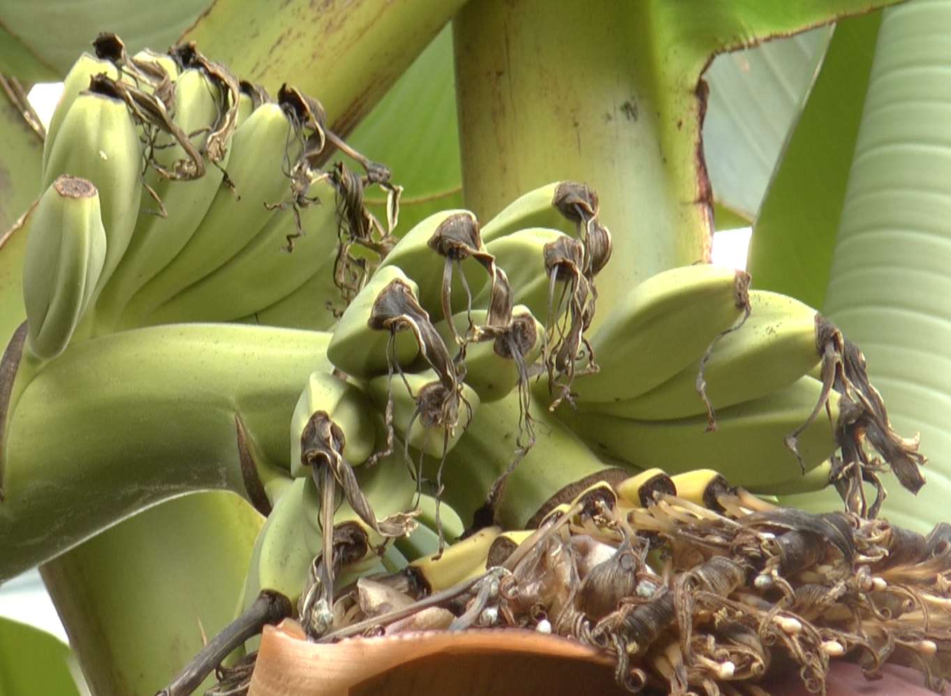 The mini bananas can already be seen fruiting