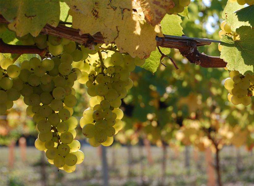 Chardonnay grapes in the sun at Chapel Down