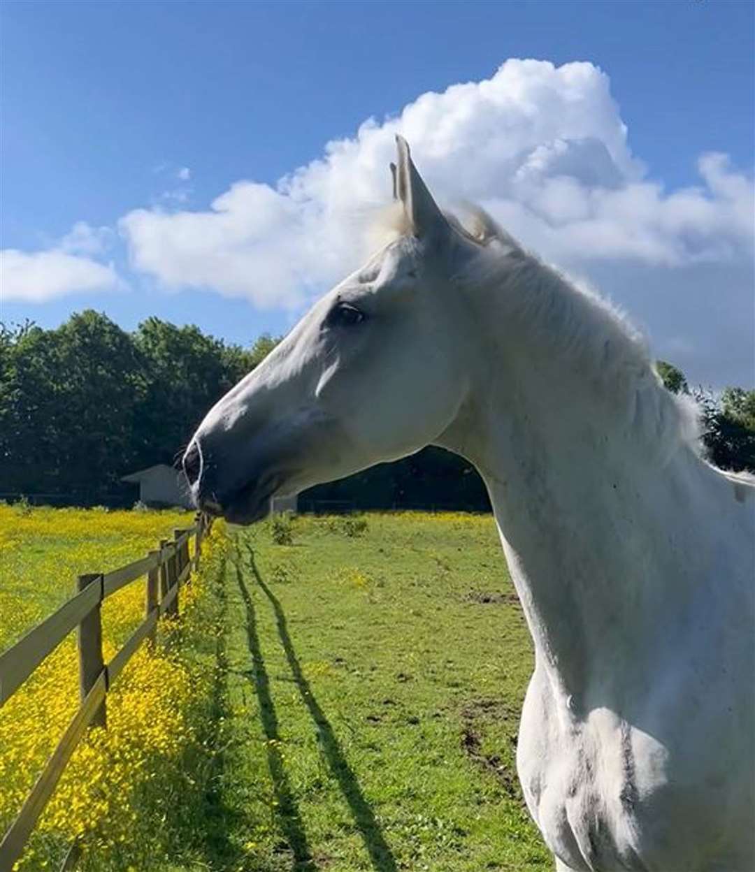 Vida spent time recovering at The Horse Trust following the incident (Ministry of Defence)