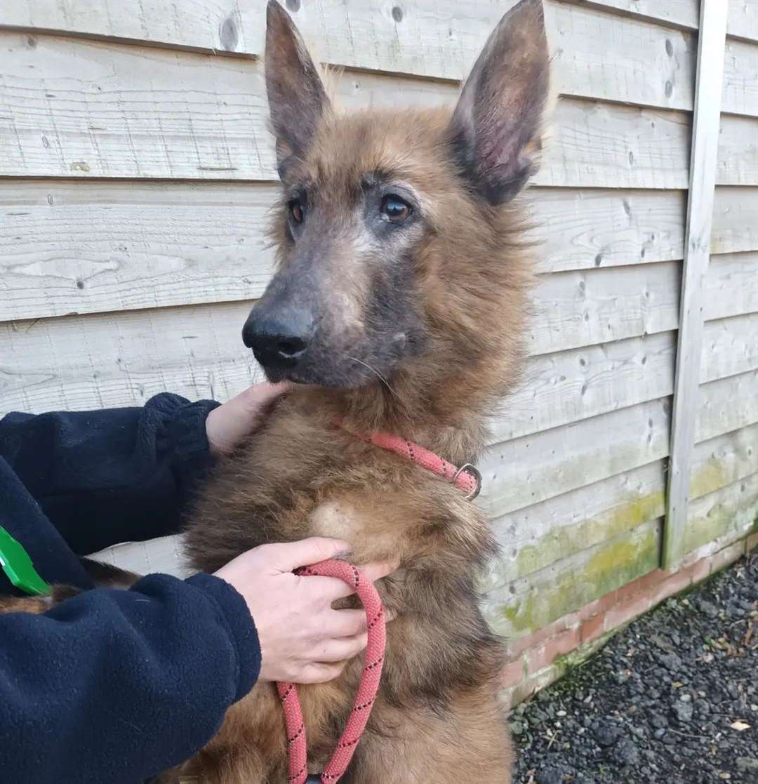 Bluebell was rescued and is now settling in well. Picture: Swale Borough Council Stray Dog Service