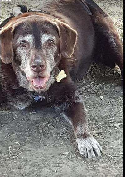 Katie on her last walk Tuesday (3240586)