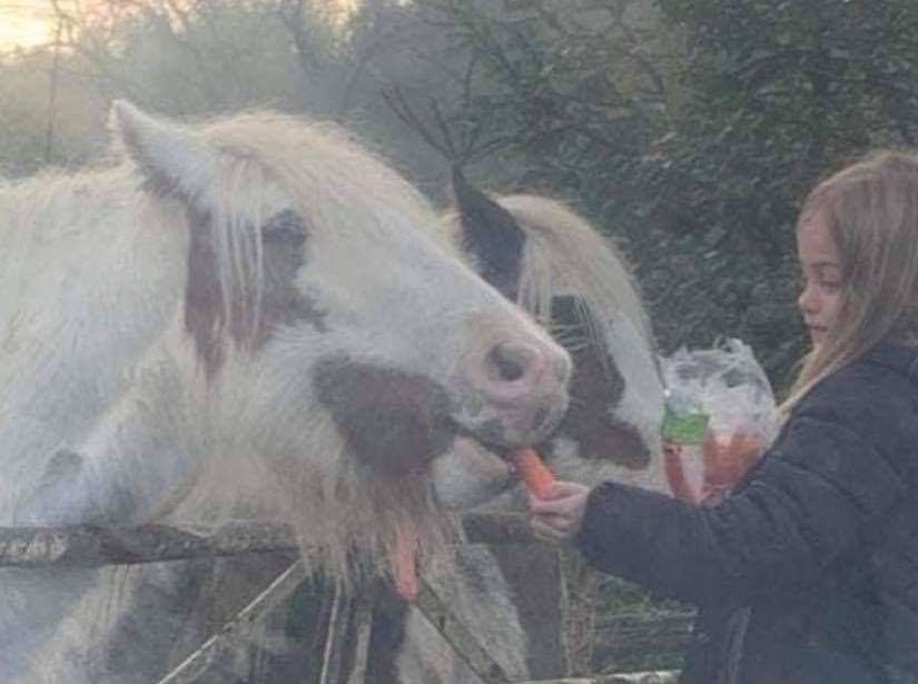 Hollie feeding the pony which passed away - the girls named her Polo