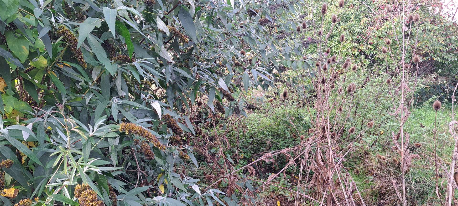 The overgrown back garden