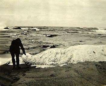 This photo from 1924 shows Trunko, which allegedly was seen fighting two whales for three hours