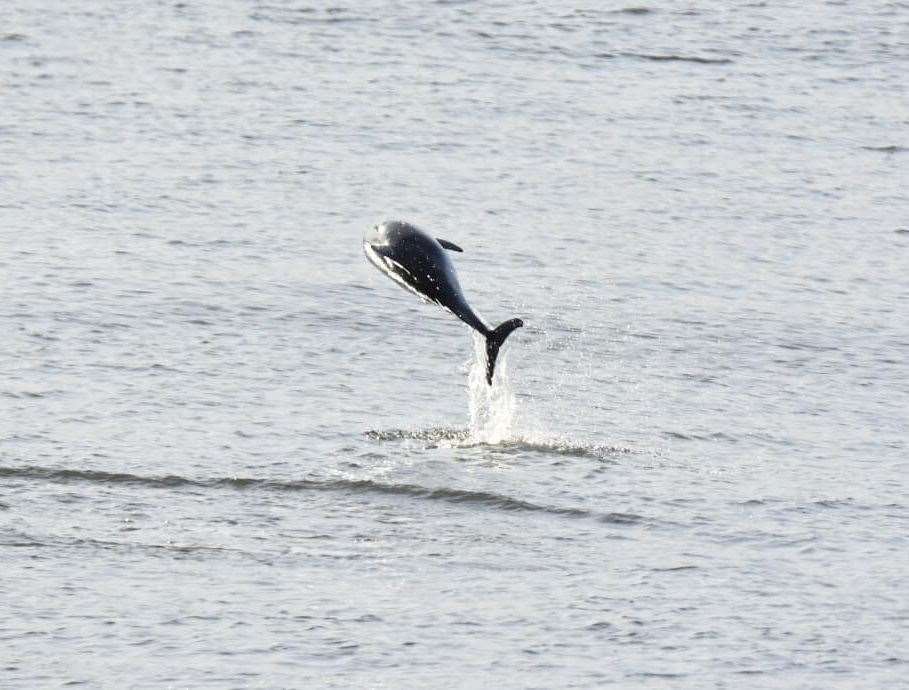 The creatures put on a display in the town. Picture: Jason Arthur