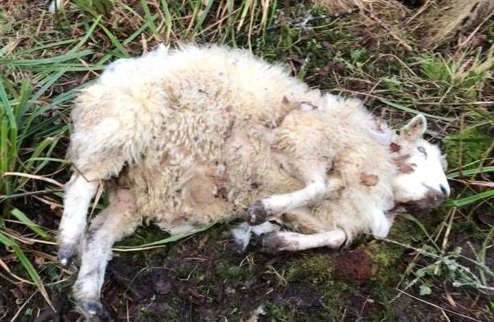 The sheep attack at Frogholt Farm. Credit: Ben Corrie (7111124)