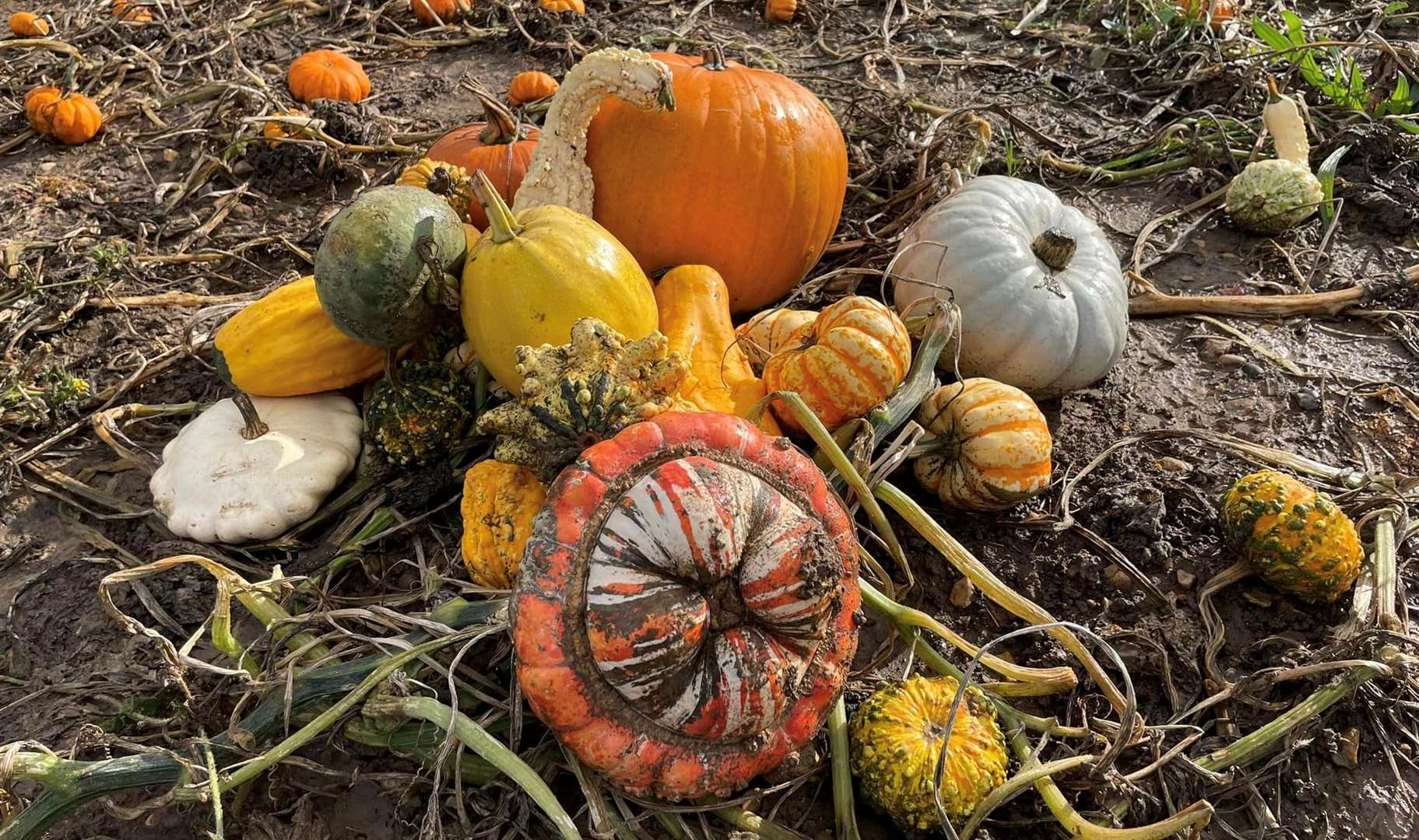 Visitors might be surprised to find that pumpkins come in lots of different shapes, sizes and colours. Picture: Facebook / PYO Pumpkins Canterbury