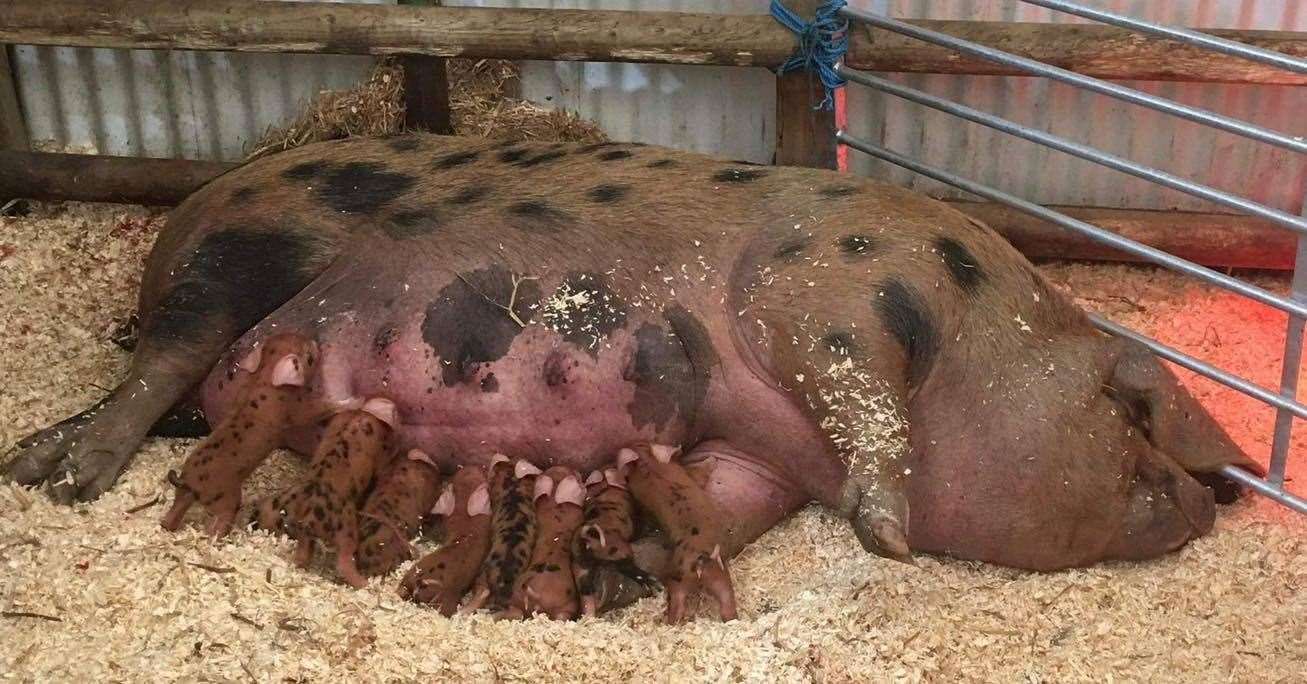 Rare Oxford Sandy Black piglets animals at Curly's Farm, Sheppey