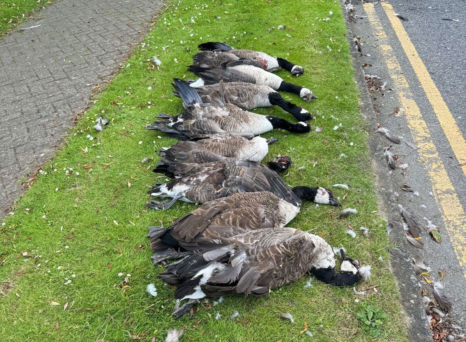 Eight geese killed in a “horrific” case of wildlife abuse in Anchor Boulevard, Dartford. The geese are believed to have been killed intentionally. Picture: Carly Ahlen