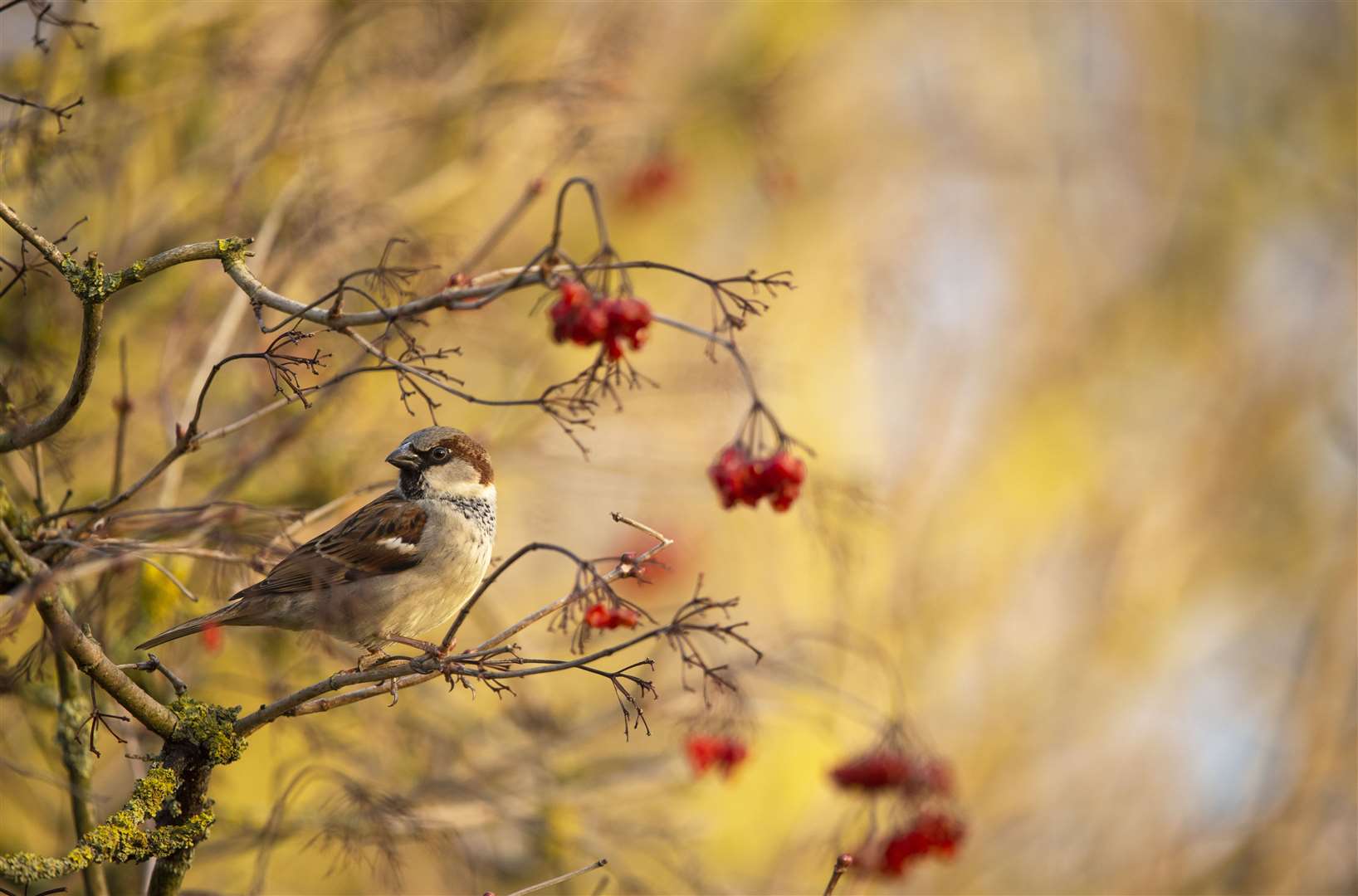 House sparrow Picture: RSPB/Ben Andrew