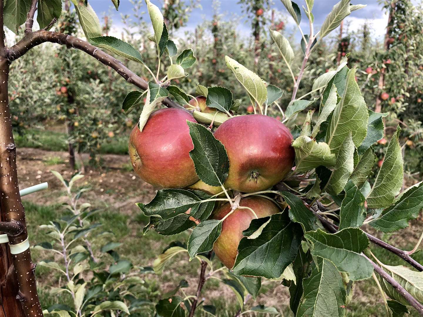 Apple seeds are toxic to dogs. Stock Image