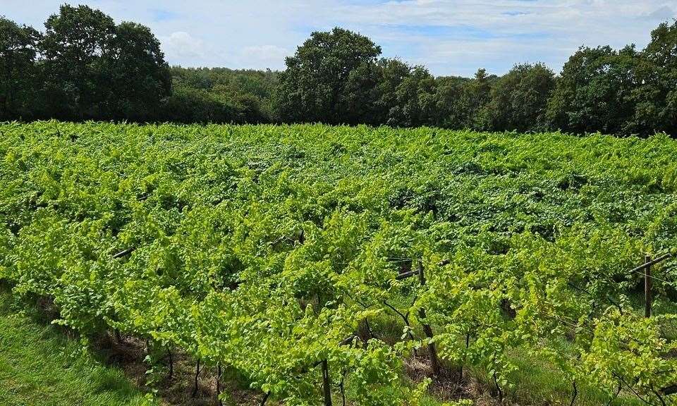 Harbourne Vineyard in Tenterden is on the market. Picture: Savills