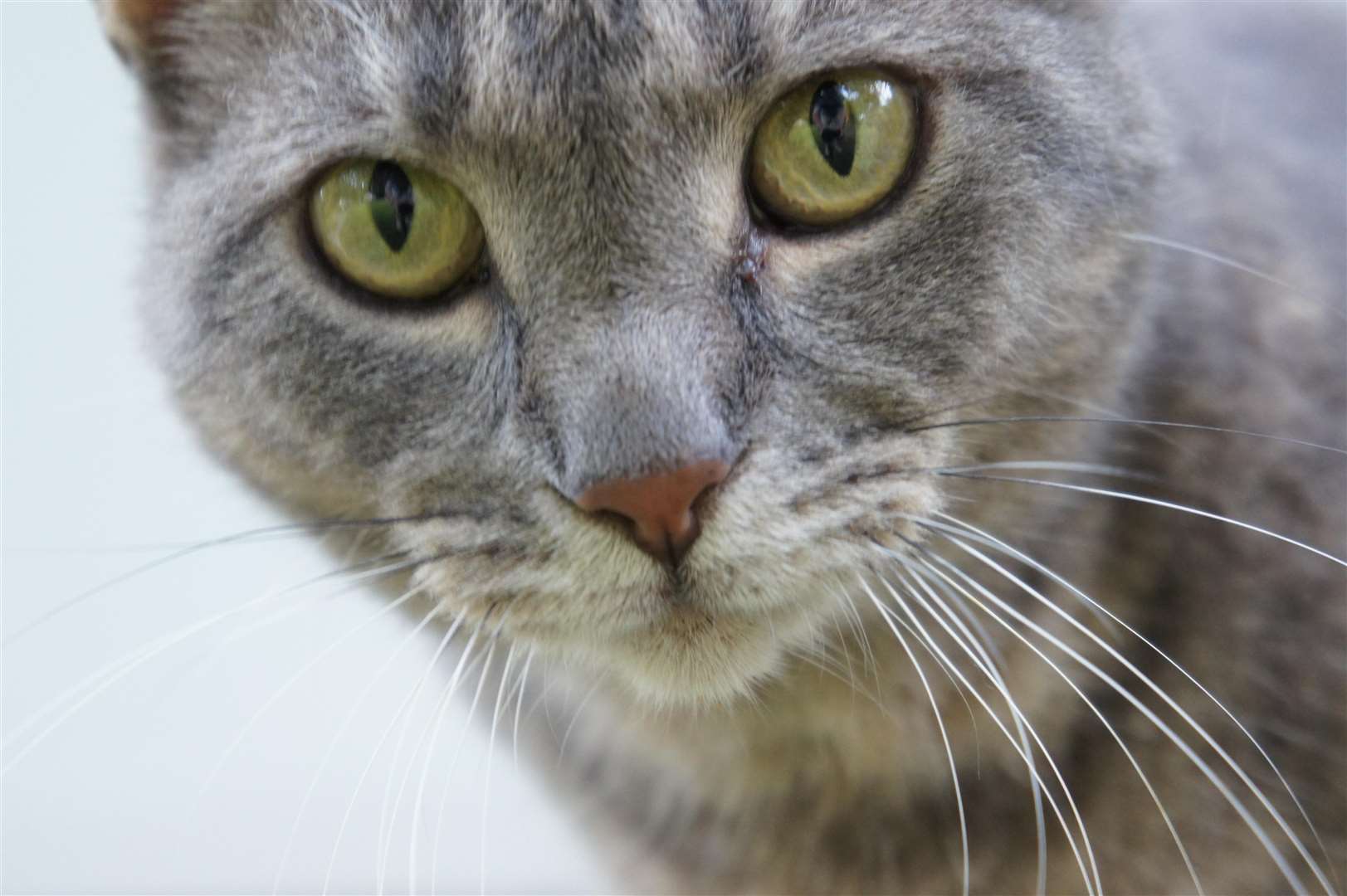 The remains of a grey tabby cat are said to have been strewn across the streets. Picture: Wikimedia SportsandHistoryReader521