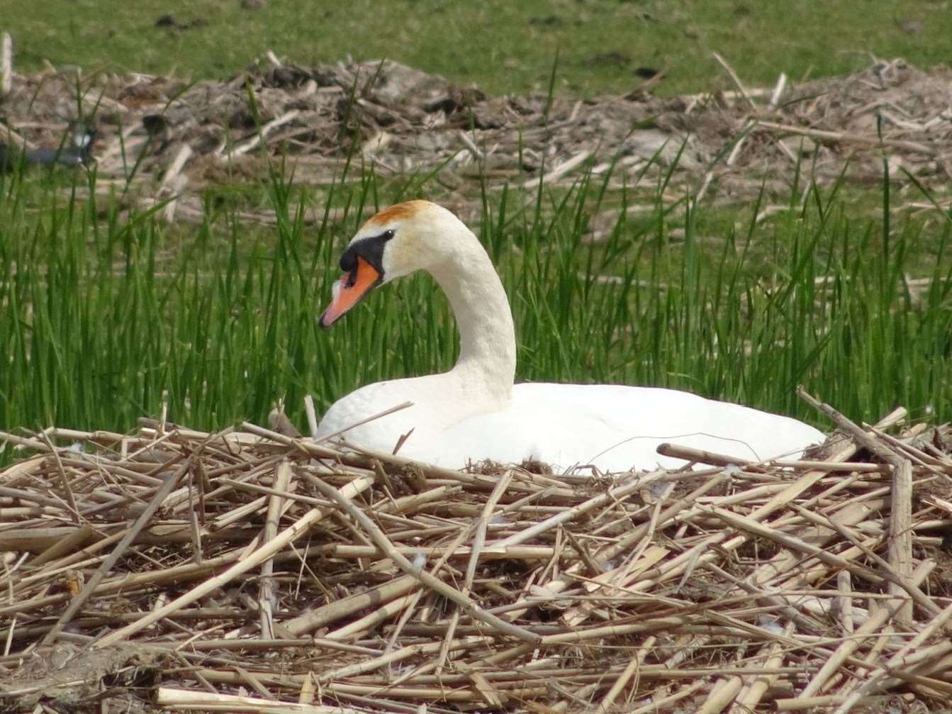 A group of youngsters were seen spitting at Swans at Bluewater. Picture: Stock