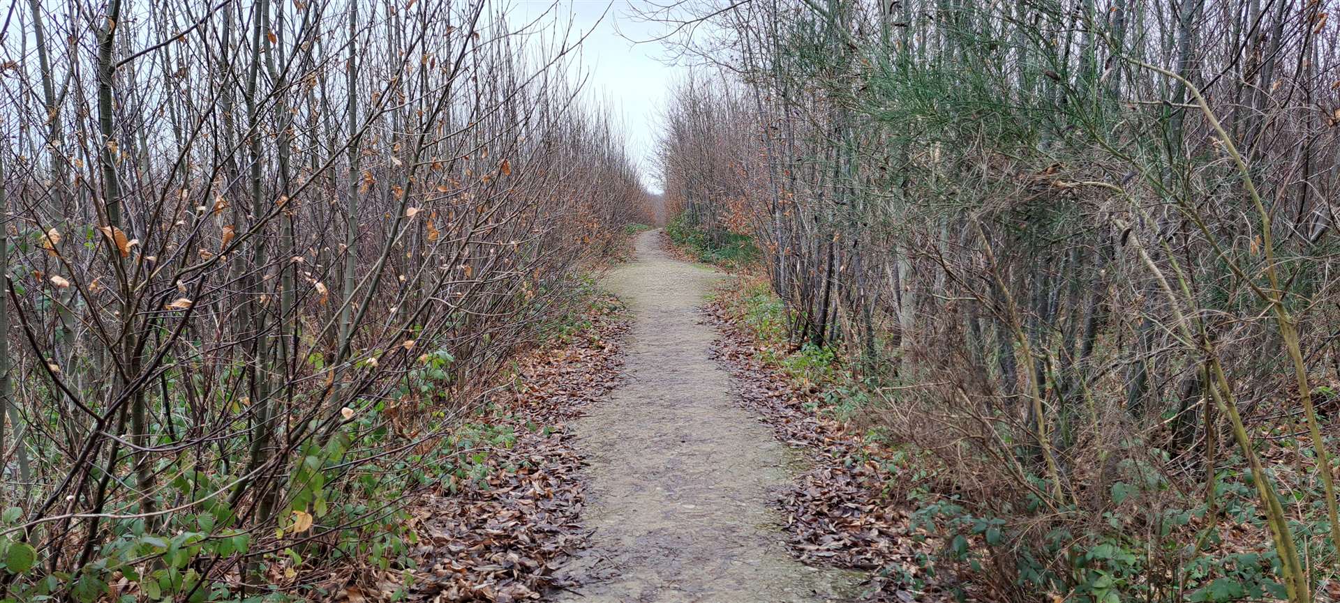 Oaken Wood in winter