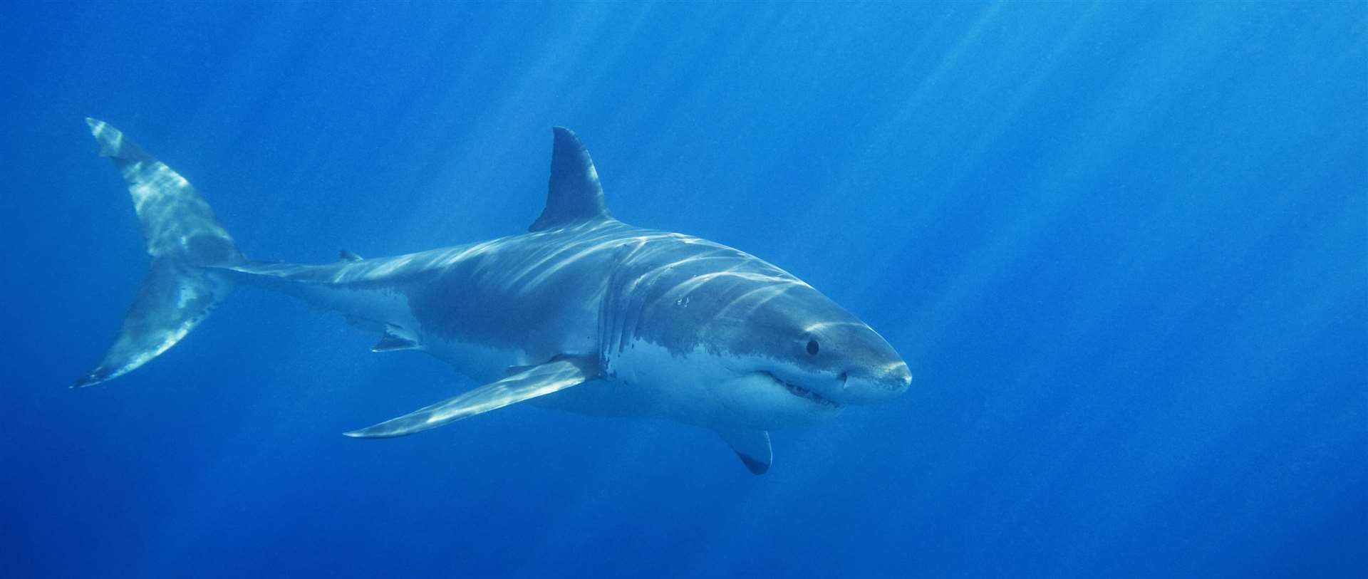 A search has been launched to find the Great White Shark which attacked Mr Nellist Stock image/ iStock