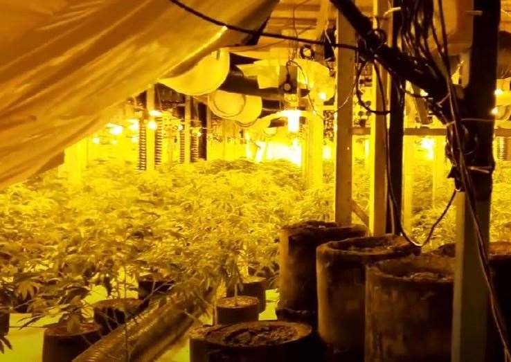 Police uncovered a huge cannabis farm in Maidstone. Picture: Stock