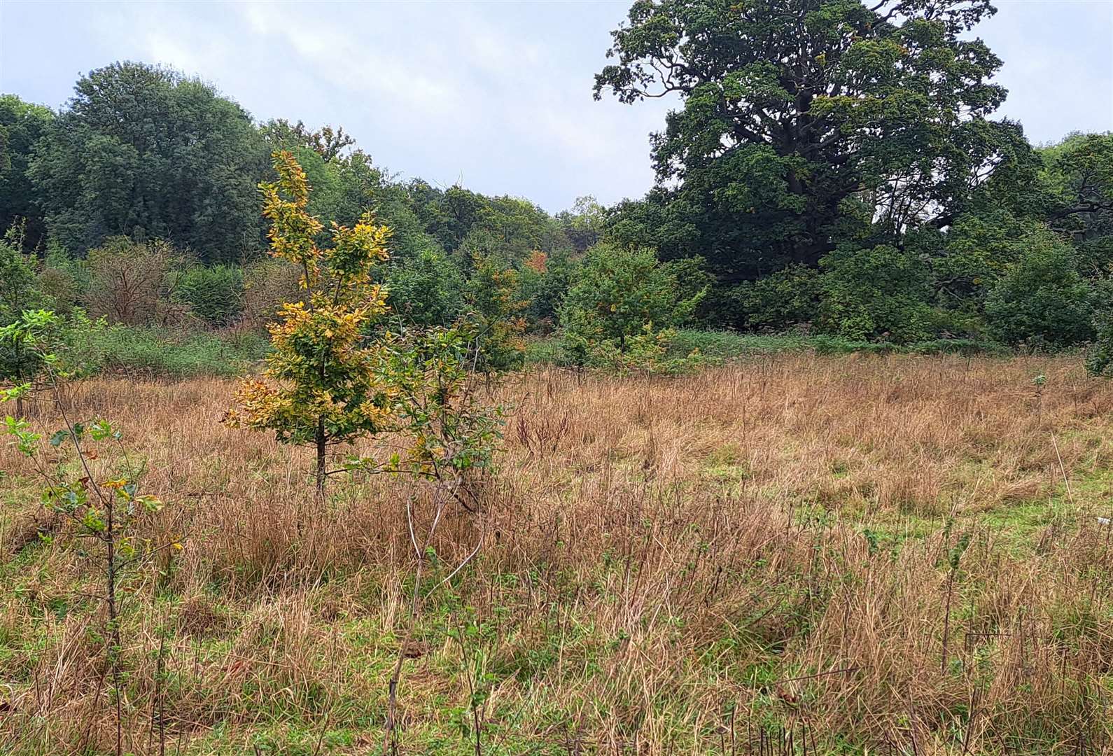 There are no grazing sheep nor any sign of agriculture use at the field