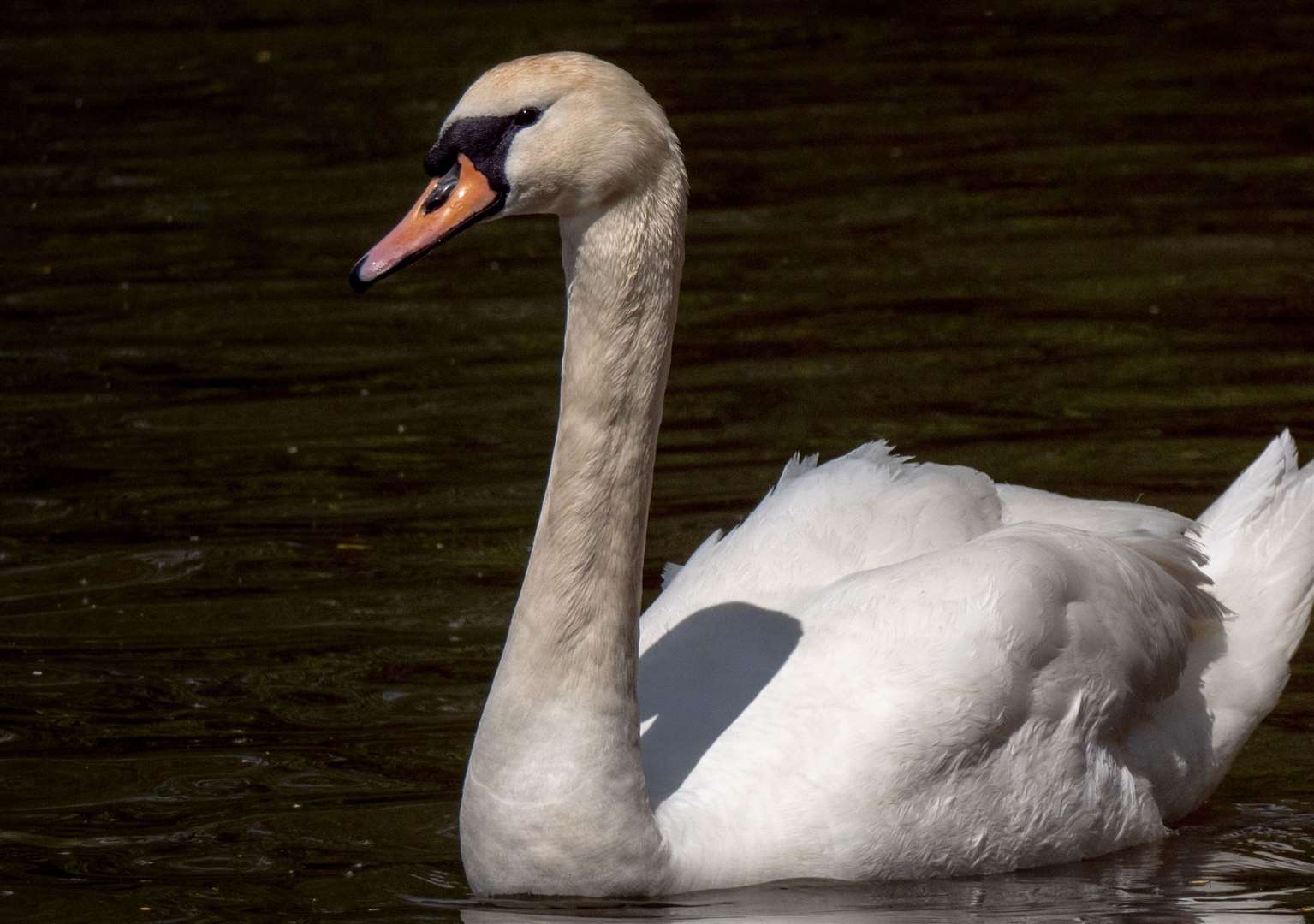 The injured swan has now been moved to safety