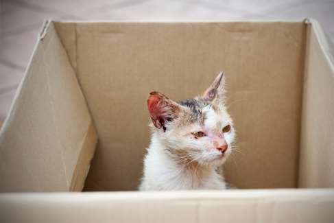 Abandoned cats are adding to the crisis. Library picture