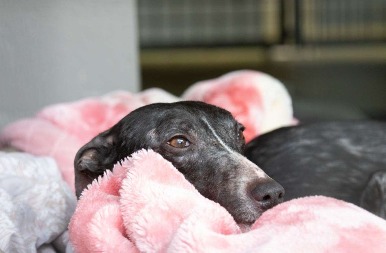 George the dog has finally found a home for Christmas Picture: RSPCA