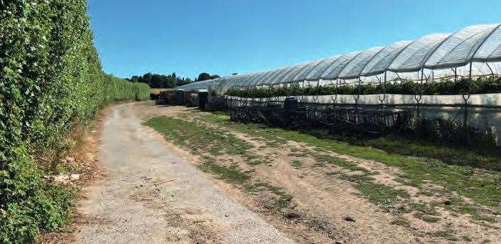 The land mainly consists of polytunnels for farming at the moment. Photo: Hallam Land Management and Broadway Malyan