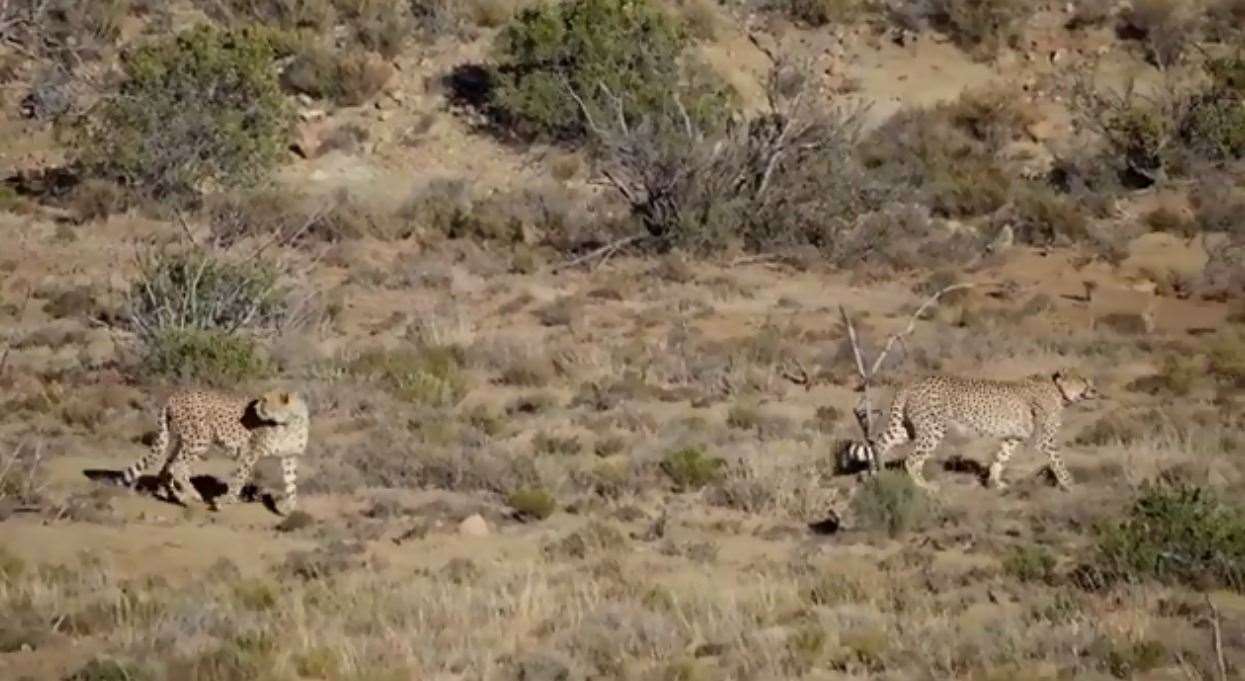 The brothers roaming freely in Africa earlier this year