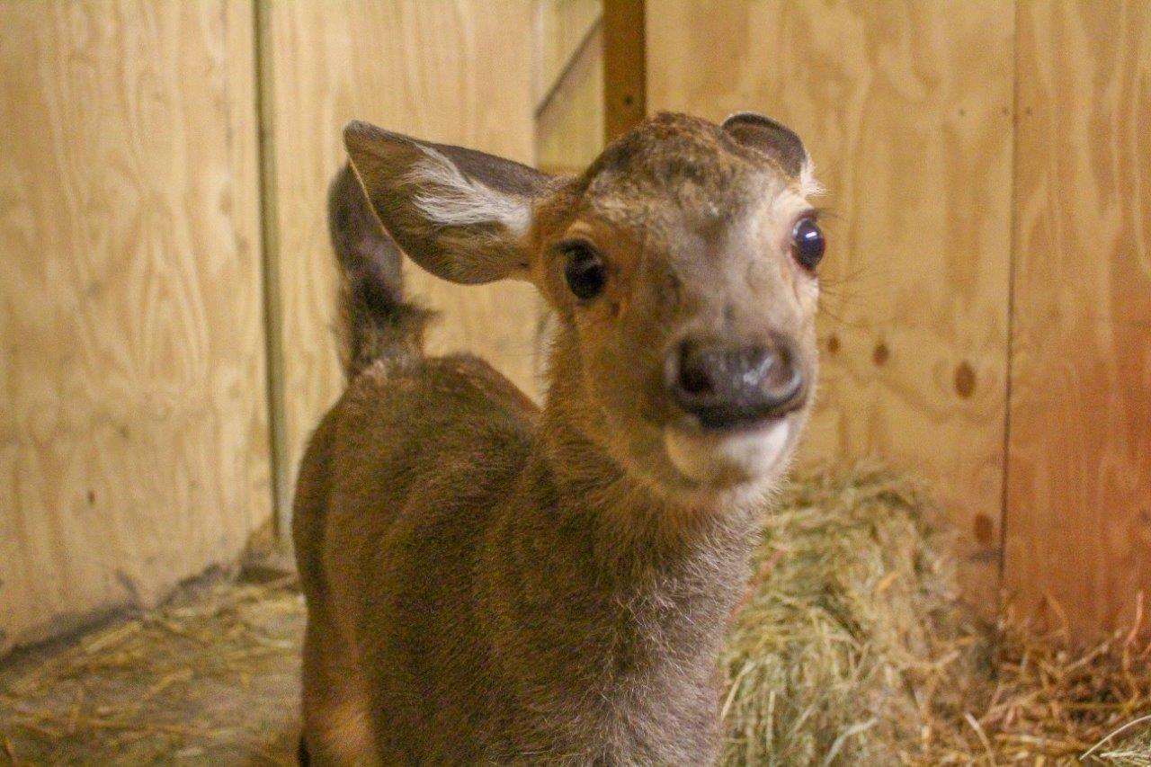 The Sambar Fawn at Port Lympne. Credit: Aspinall Foundation (6895512)