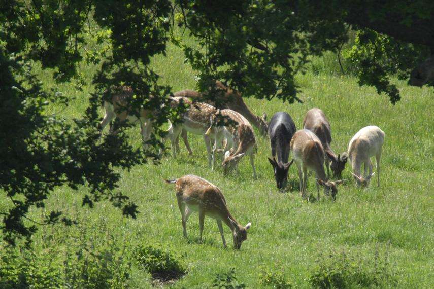 Deer graze at Boughton Monchelsea Place. Picture by Martin Apps.