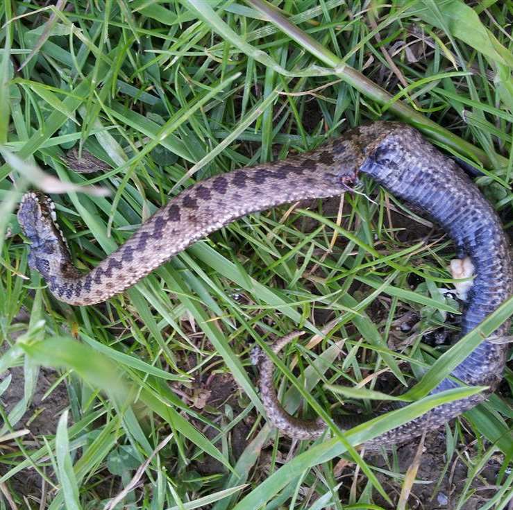 An adder was found cut in half