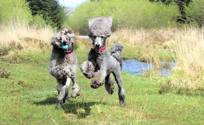 Further afield, this pair are having a race in Dartmoor Picture: Amy Louise