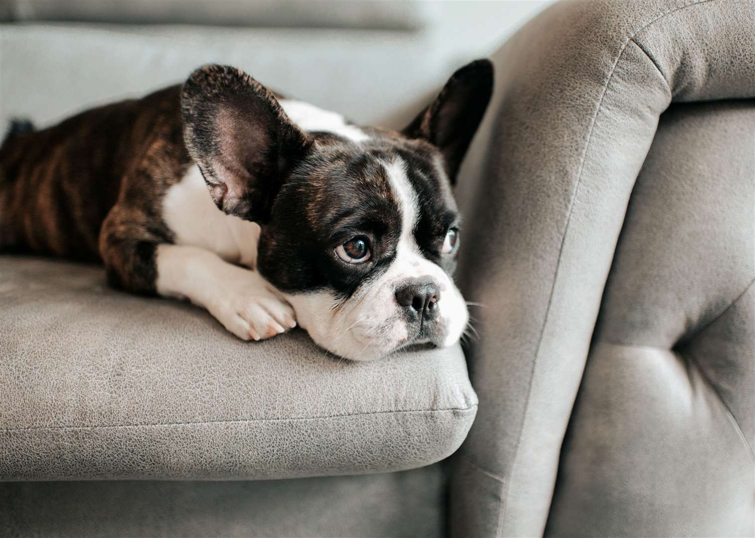 Interest in flat-faced breeds is declining says Pets4Homes. Image: iStock.