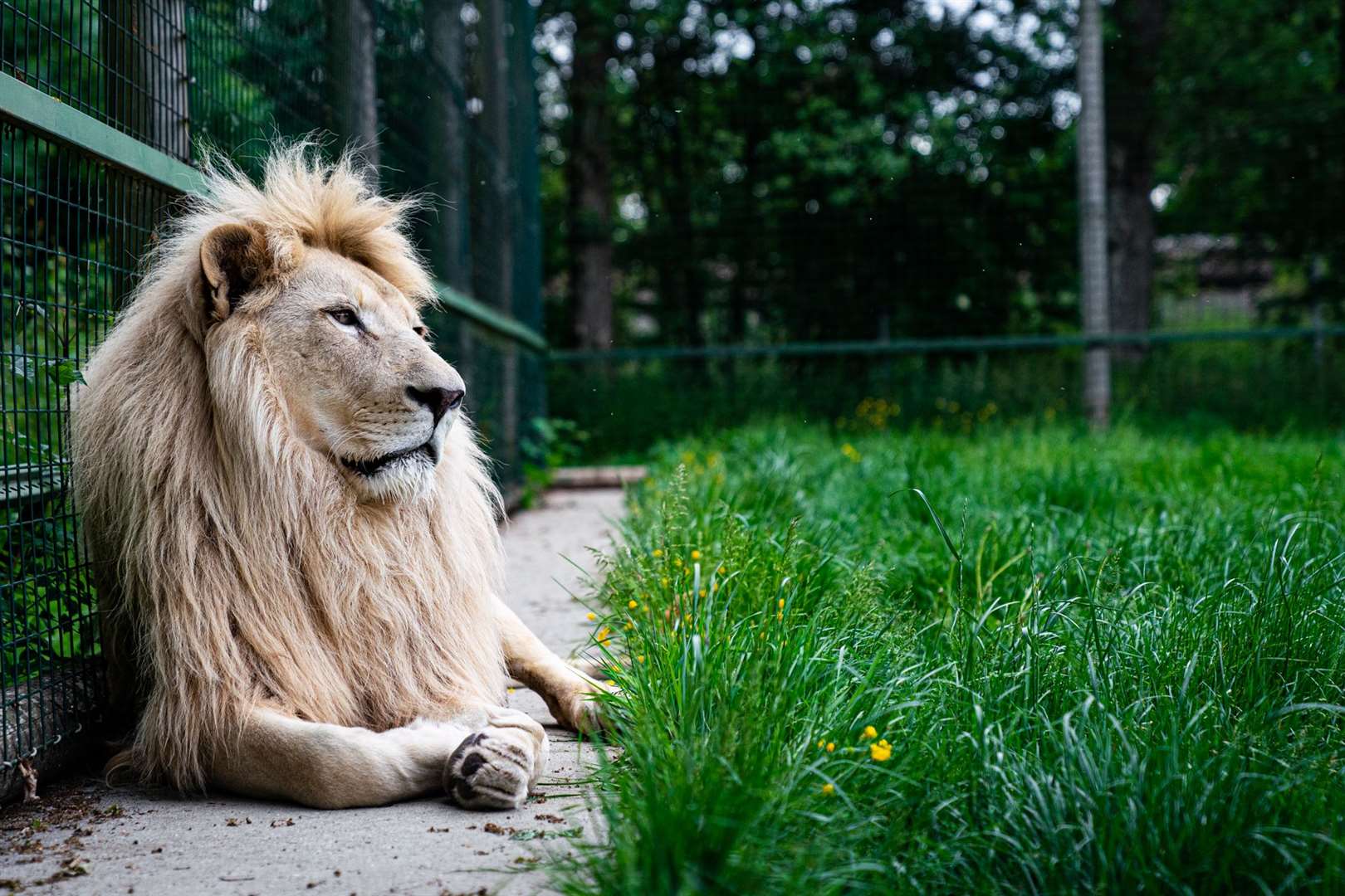 The competition is part of the Endangered and Extinct Exhibition at the Maidstone Museum