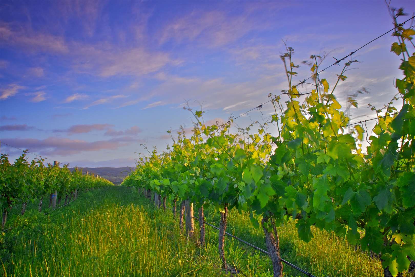 The wine region of South Australia has much to thank Dover tailor Richard Hamilton and his family for