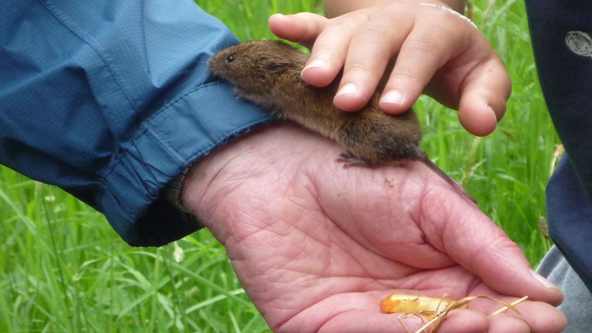 You can meet some wildlife at Bedgebury Pinetum's BioBlitz