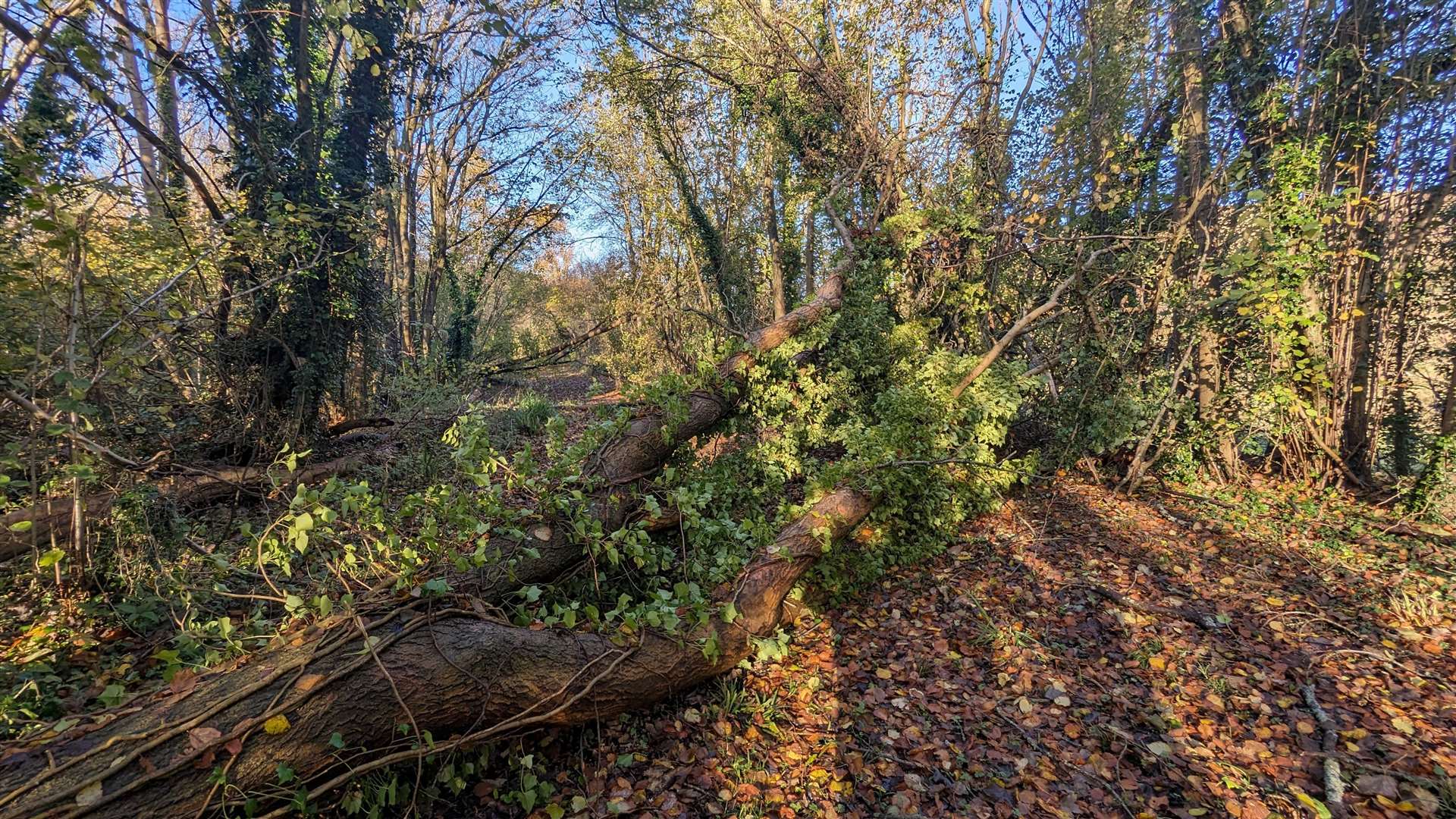 Trees brought down in recent storms blocked the way