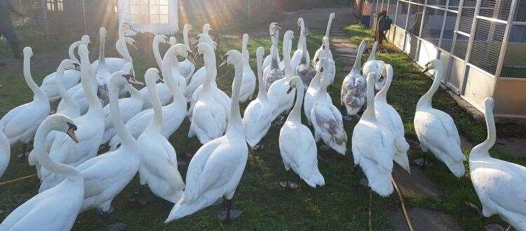 The swans lookimng much healthier in the care of the Swan Sanctuary. Picture: Swan Sanctuary.