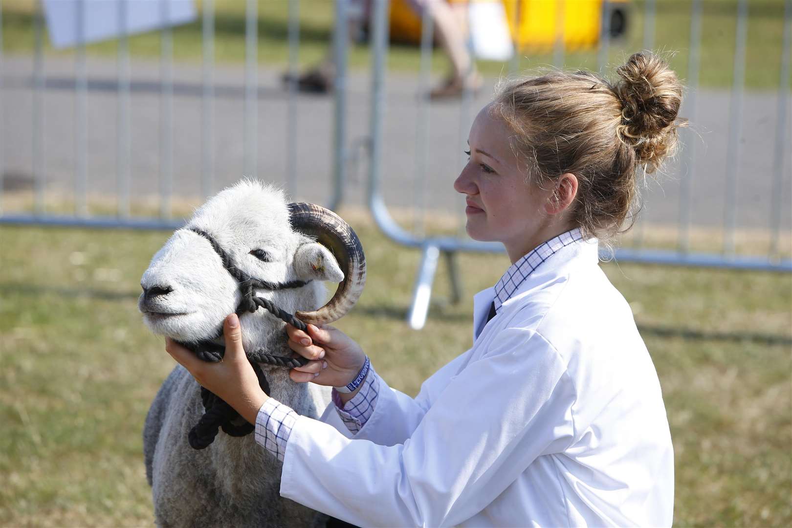 Judging in the sheep ring