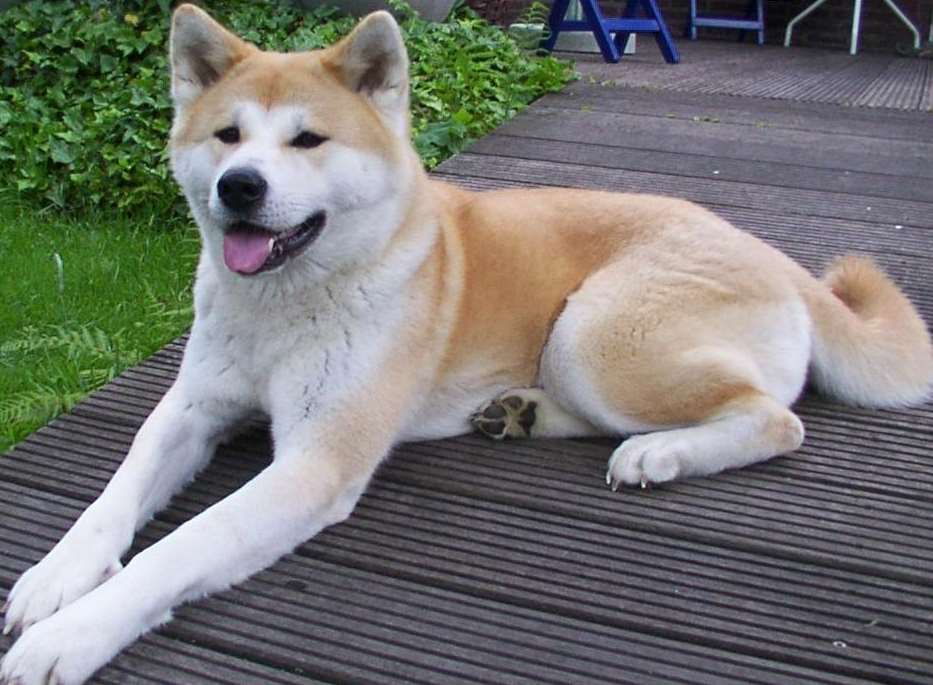 A Japanese Akita. Stock image.