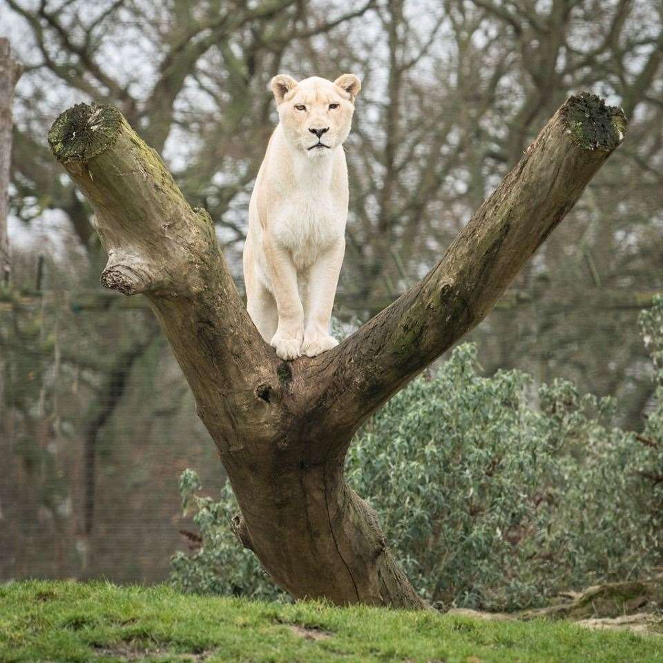 The 'one-eyed wonder' Sophia was loved by all the team. Picture: Big Cat Sanctuary (11875304)