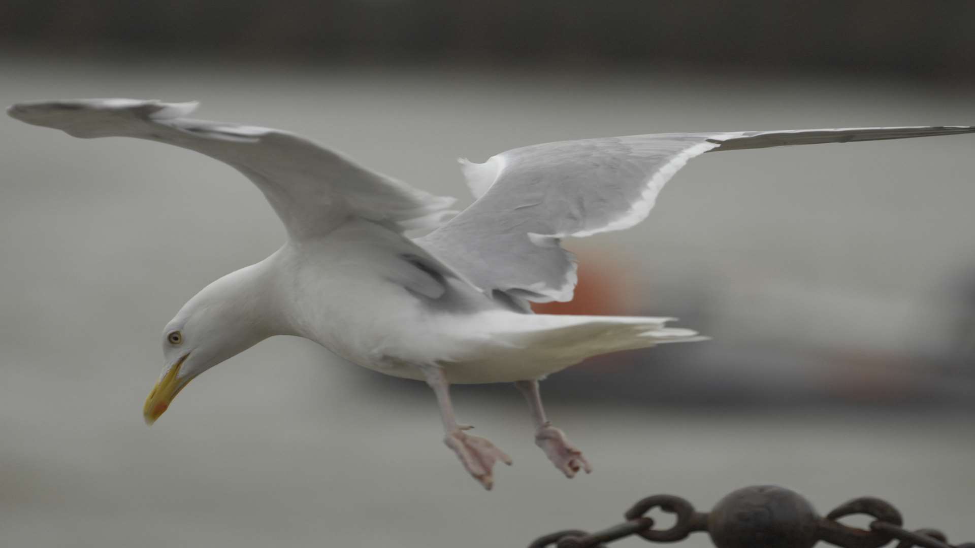 A seagull left the girl injured