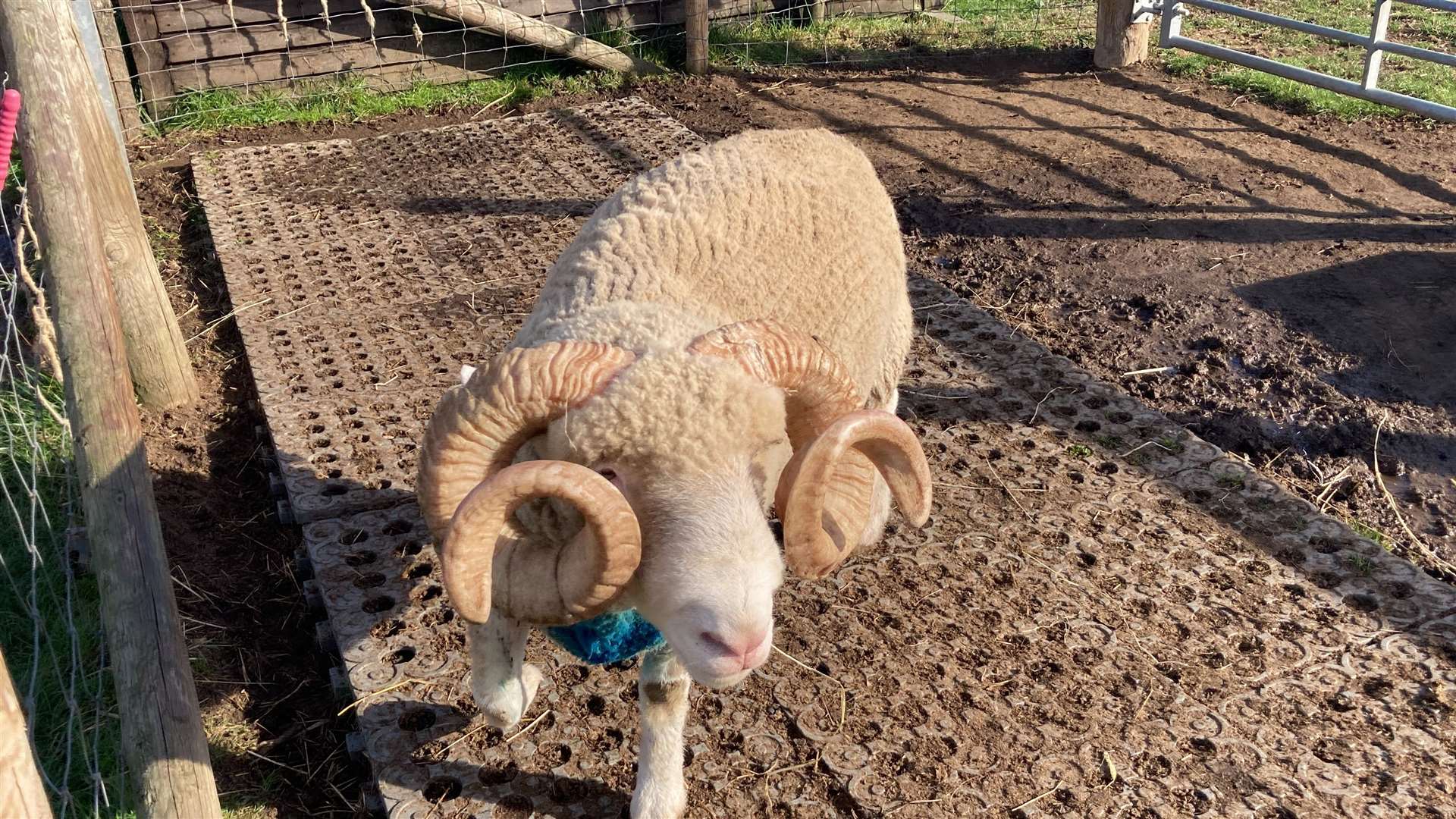 David the Dorset horned sheep at Curly's Farm