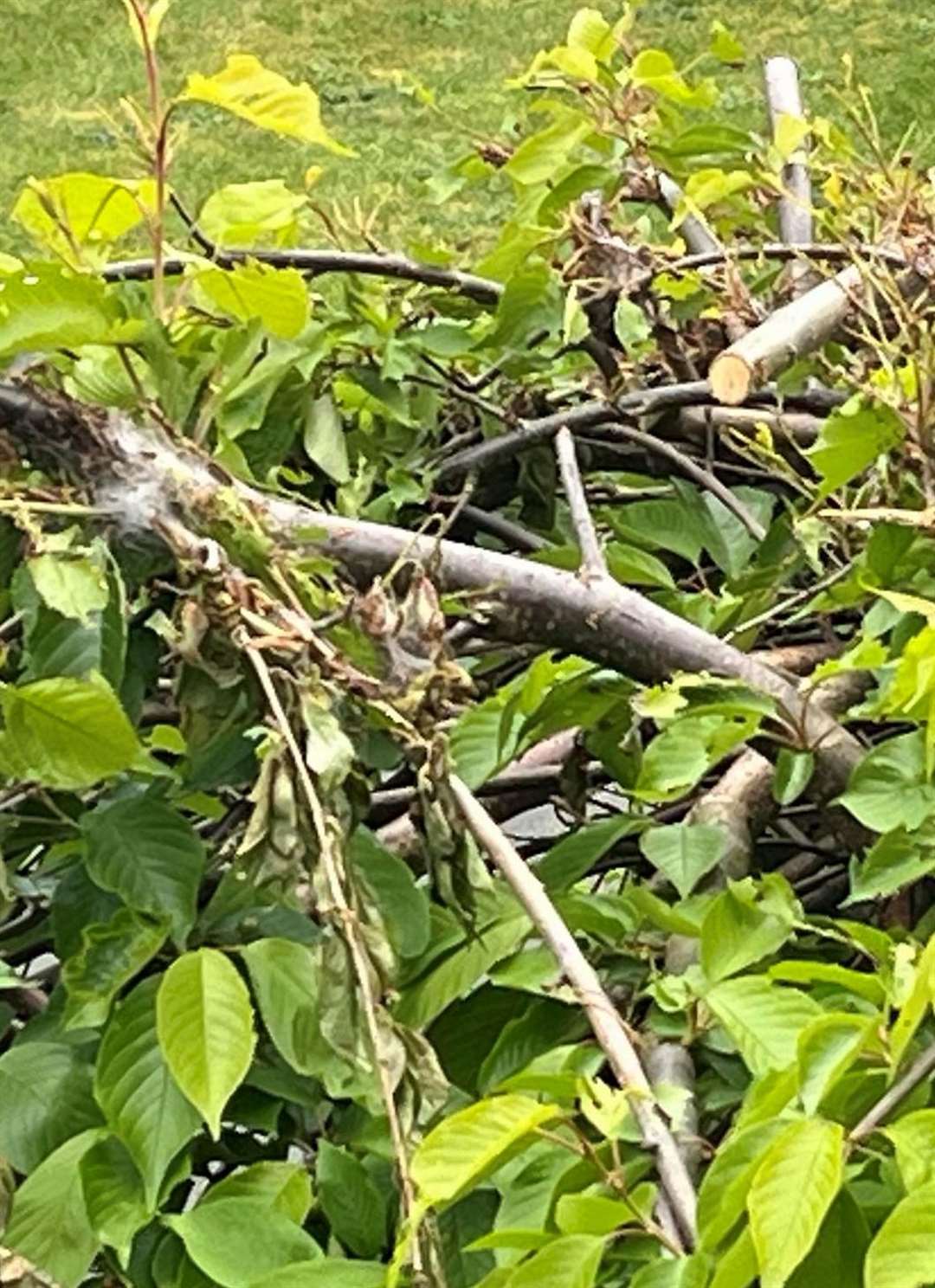 The brown-tail moth have created their webs in Andrea Ray's cherry tree. Photo: Andrea Ray