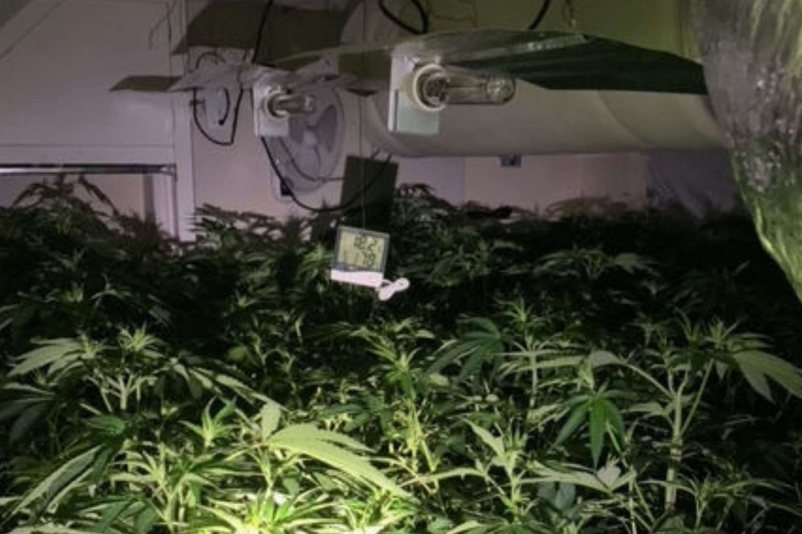 More than 200 cannabis plants were found