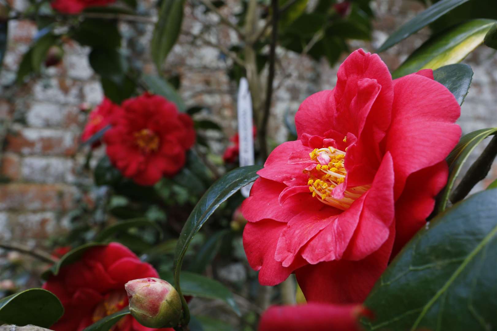 Parsonage Oast's garden will be open to those who book ahead Picture: Andy Jones