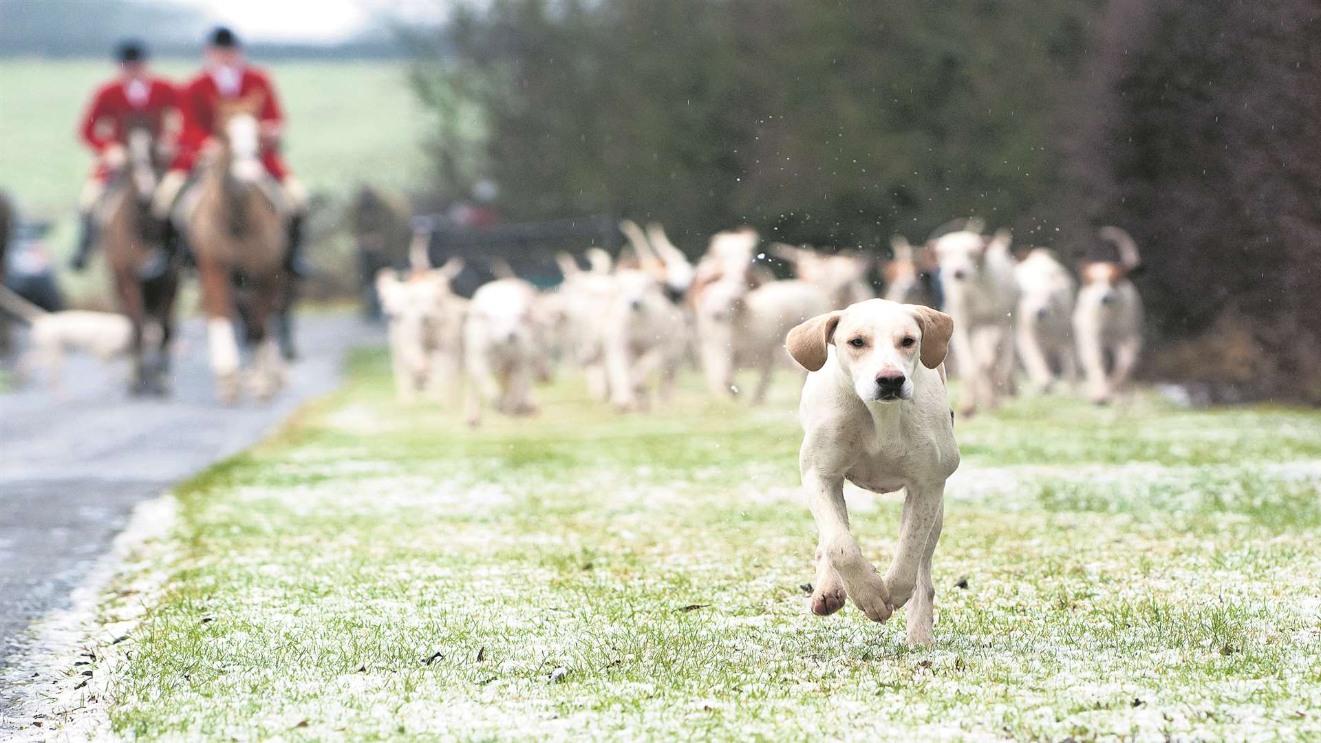 Traditional hunting with dogs has been illegal for 10 years. Stock picture by Nico Morgan