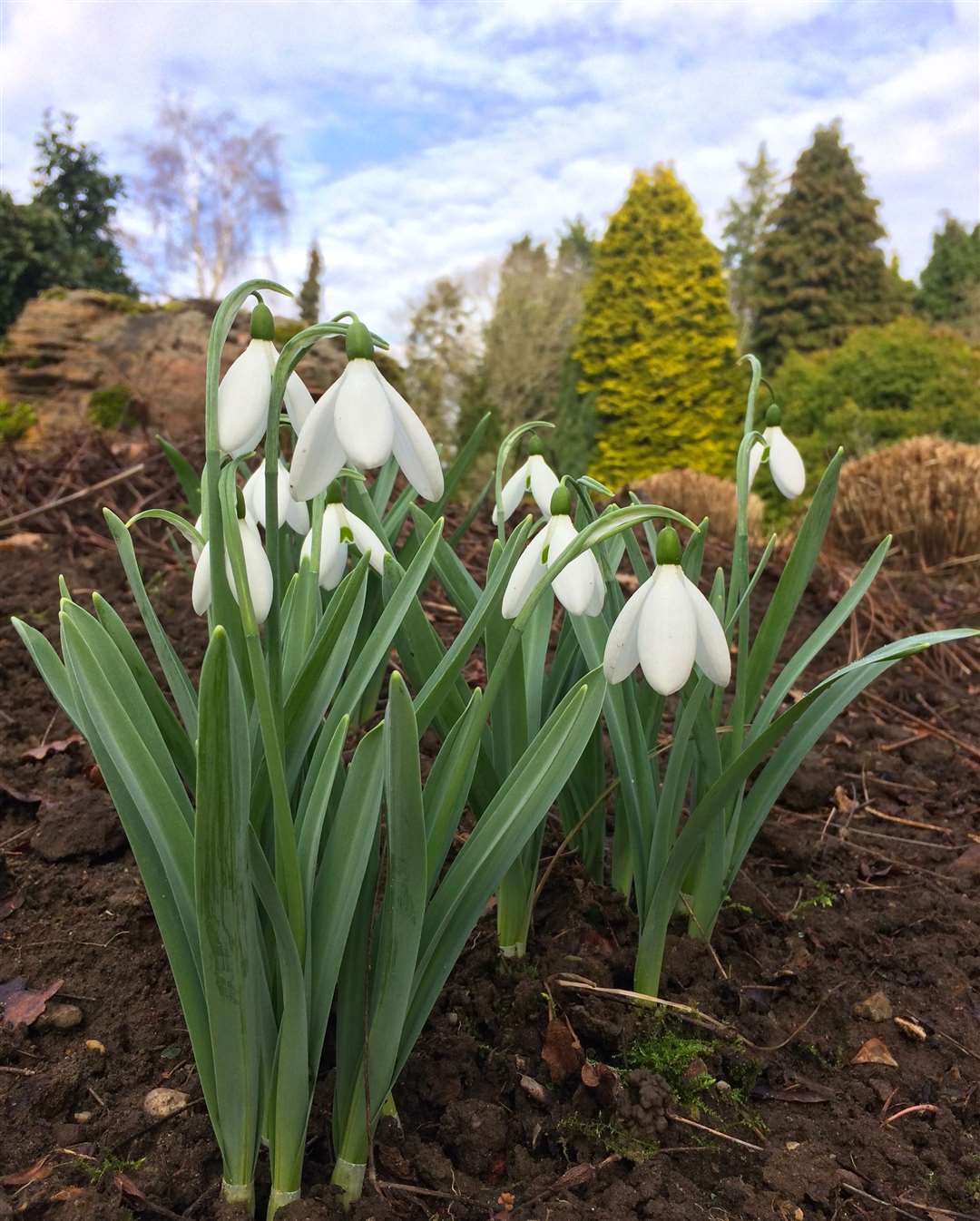 Great Comp Garden holds its Snowdrop Sensation this weekend