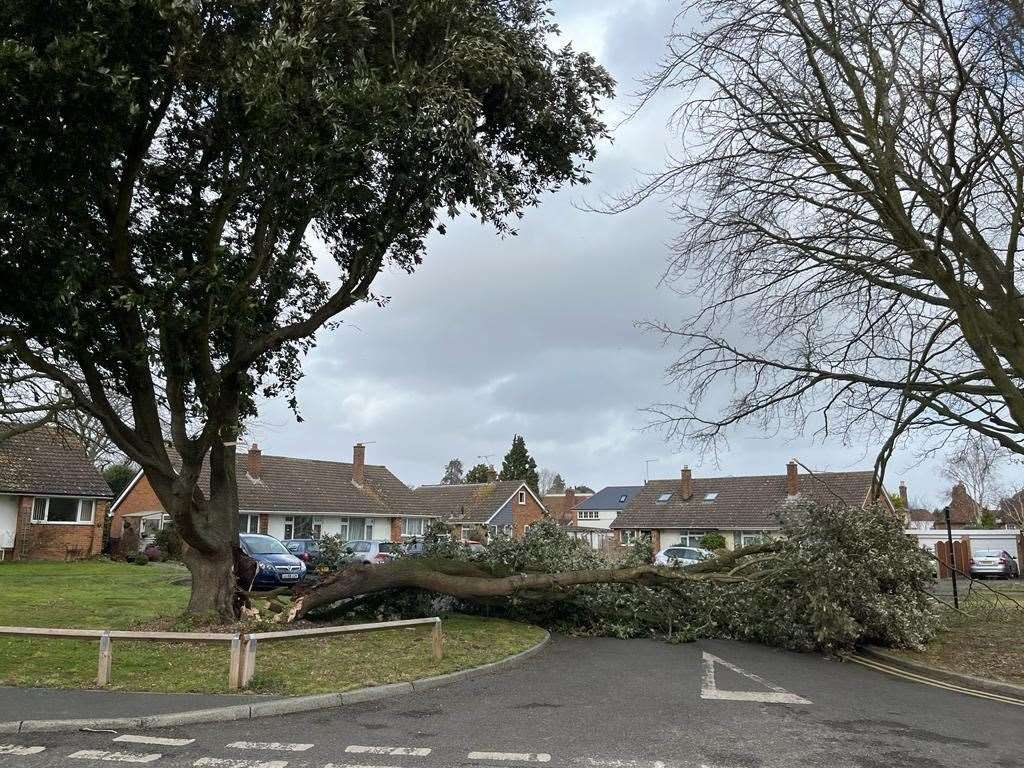 A fallen tree in Bridge. Picture: Michelle Barrigan-Hollingsbee