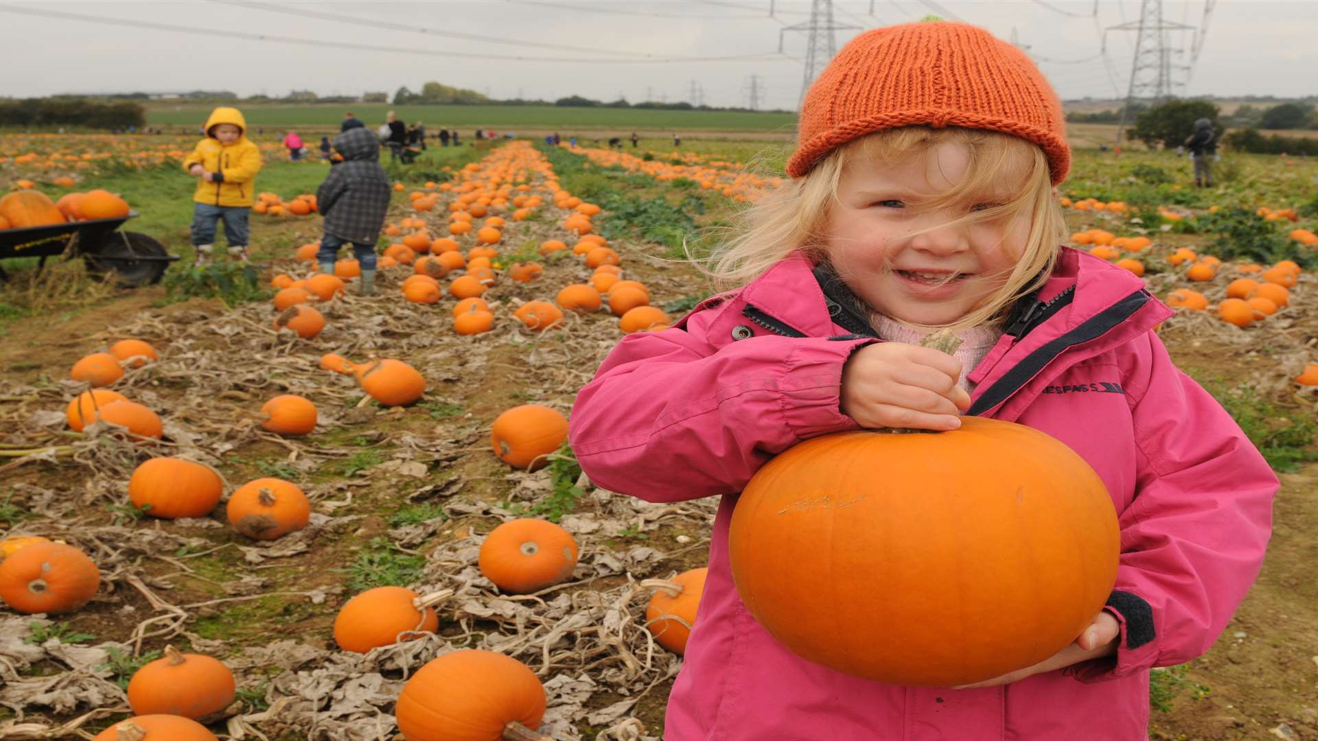 Ellena Belsey picking her own pumpkin at Beluncle Farm, Stoke Road, Hoo